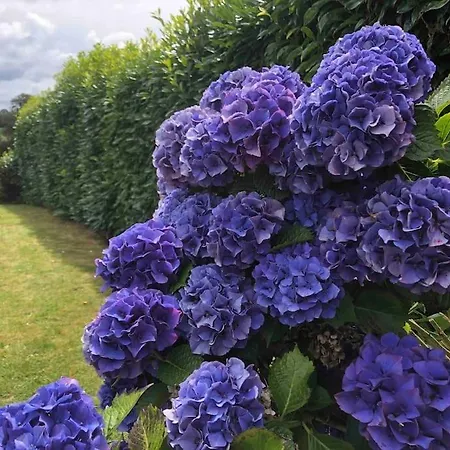 Jasmin With Seasonal Swimming Pool Le Mesnil-Gilbert