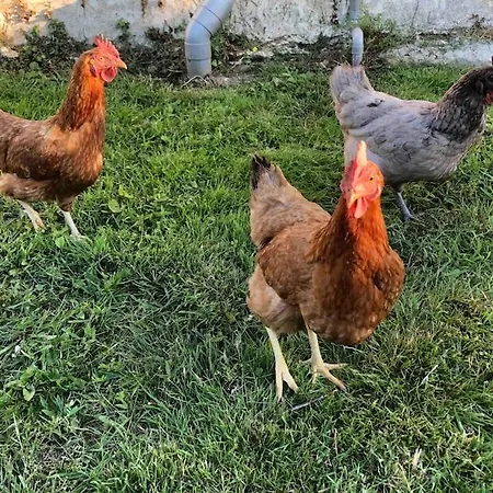 Jasmin With Seasonal Swimming Pool בית נופש