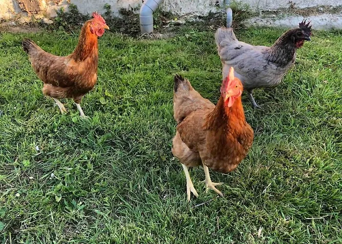 Jasmin With Seasonal Swimming Pool Ferienhaus